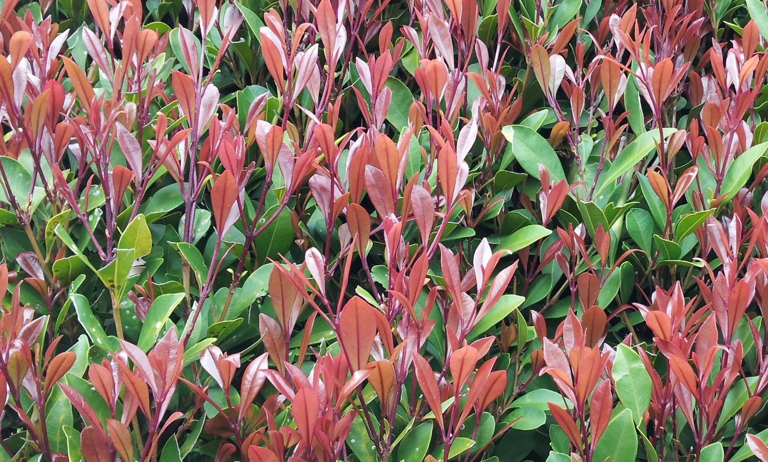 Lilly pilly, Creek lilly pilly – Australian Plants