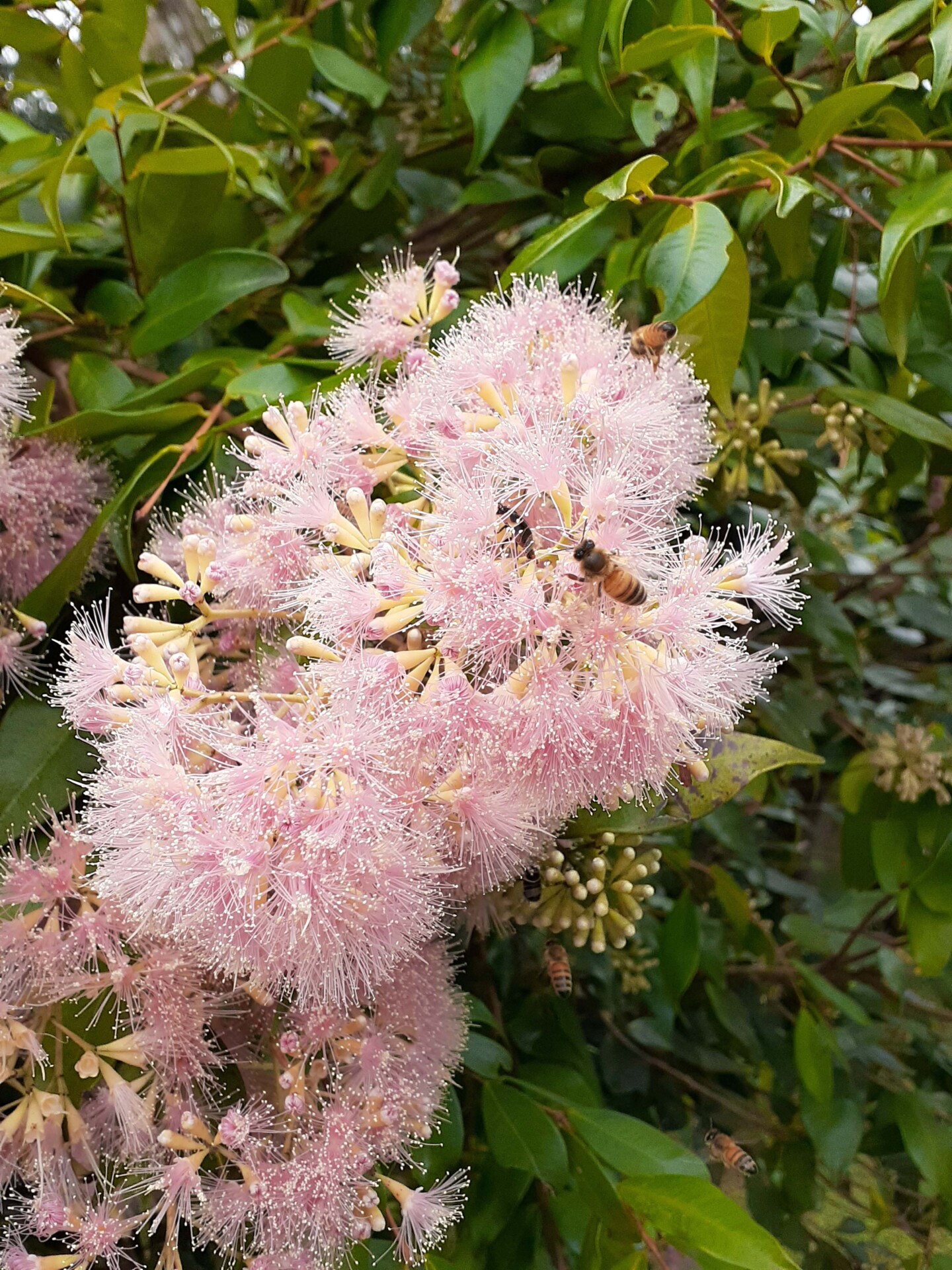 Lilly Pilly Australian Plants