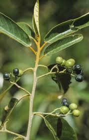 Soap tree – Australian Plants