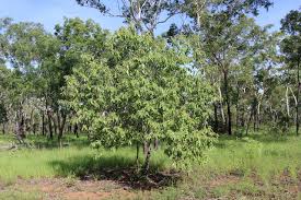 Soap tree – Australian Plants