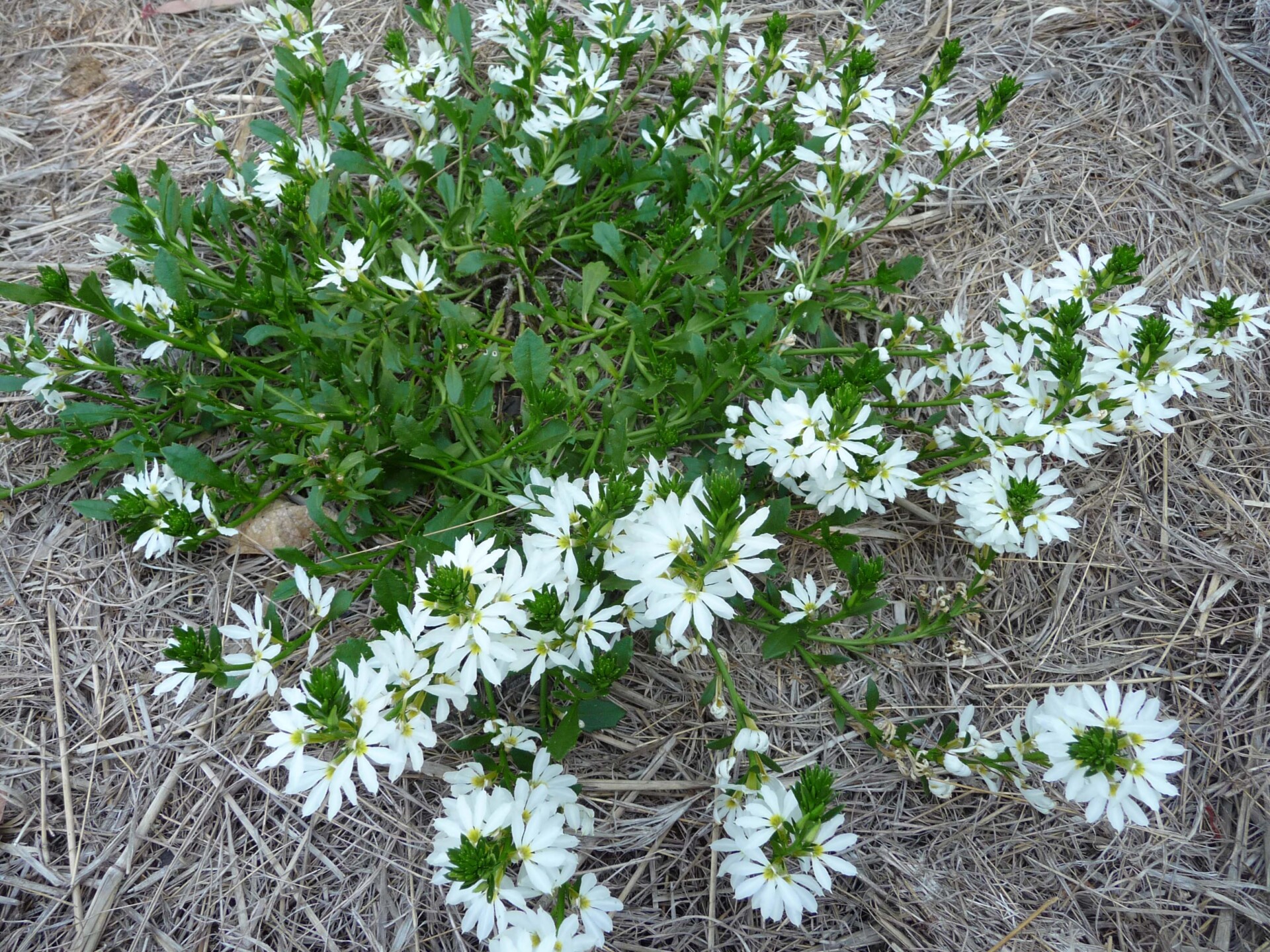 White fan flower, Pale fan flower – Australian Plants