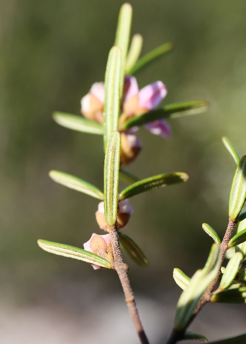 Forest boronia – Australian Plants