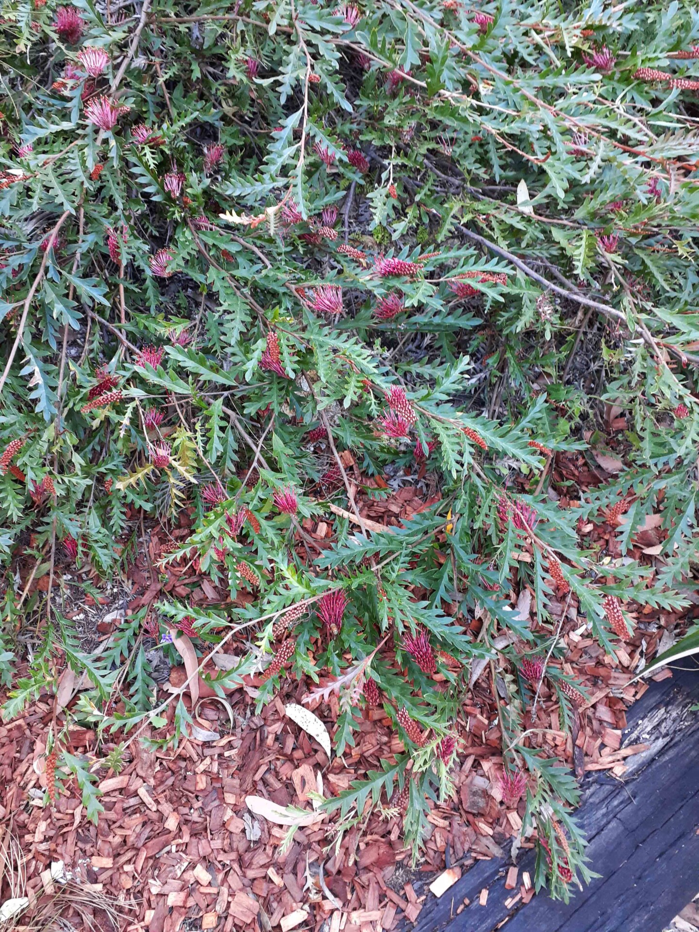 Grevillea ‘Poorinda Royal Mantle’ – Australian Plants